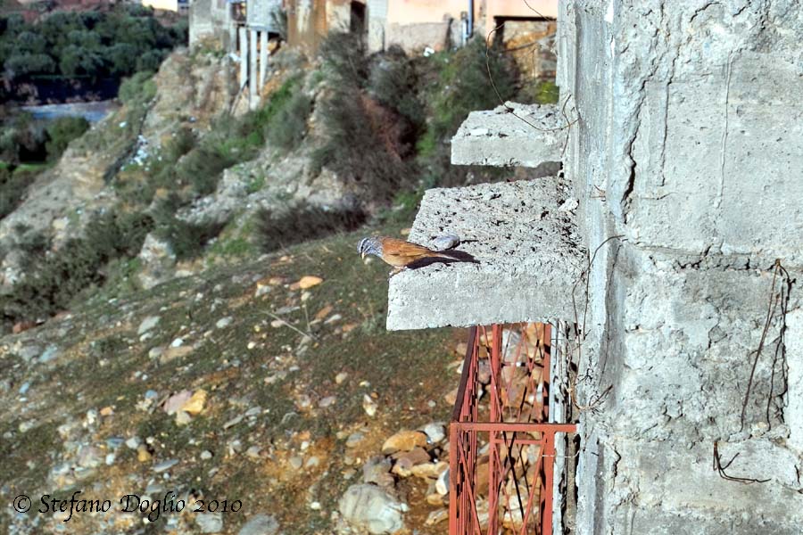 zigolo delle case (Emberiza sahari) in Marocco
